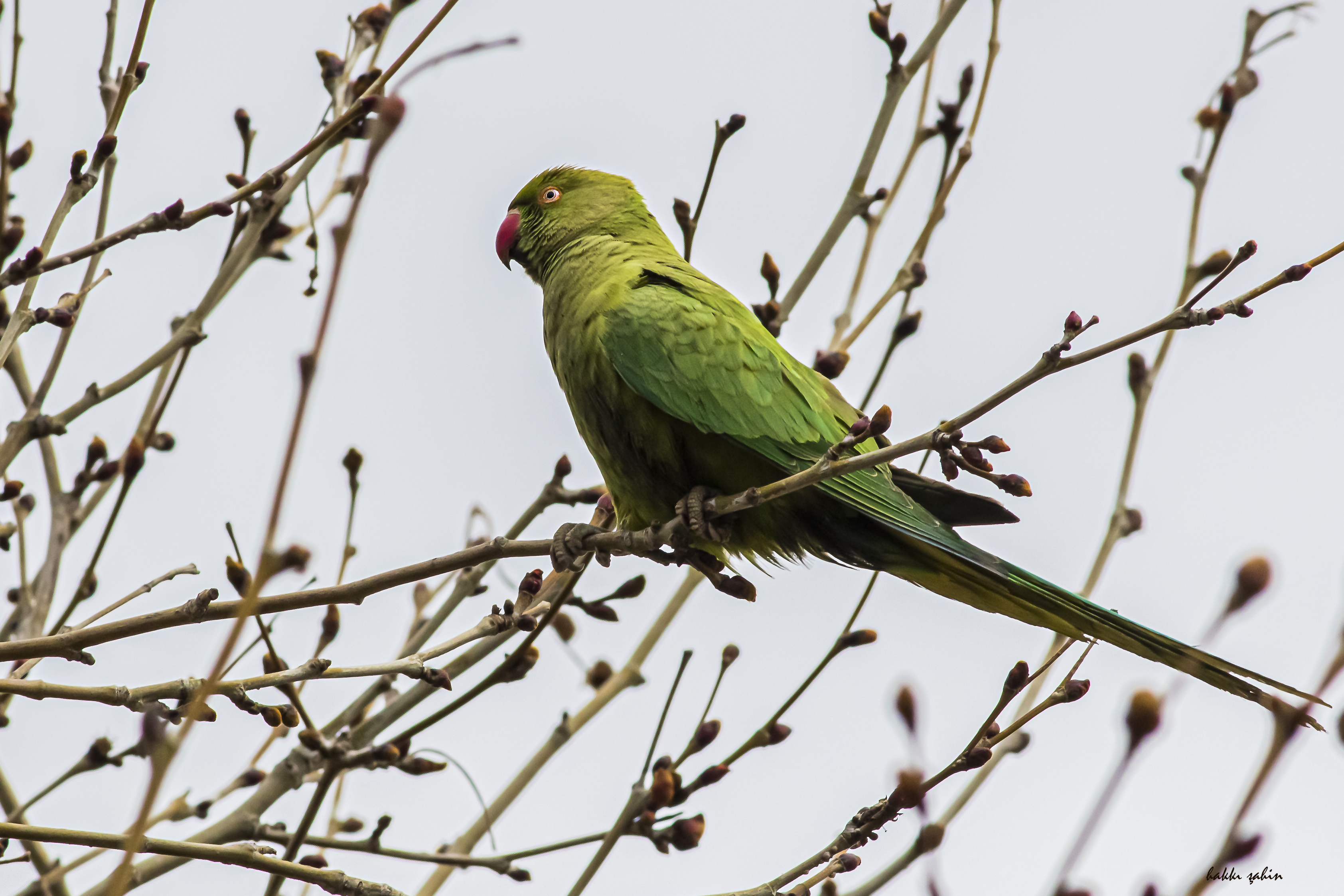 Rose-ringed Parakeet